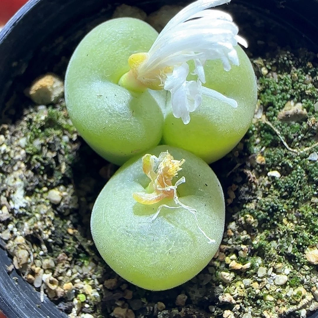 空卡。            55545