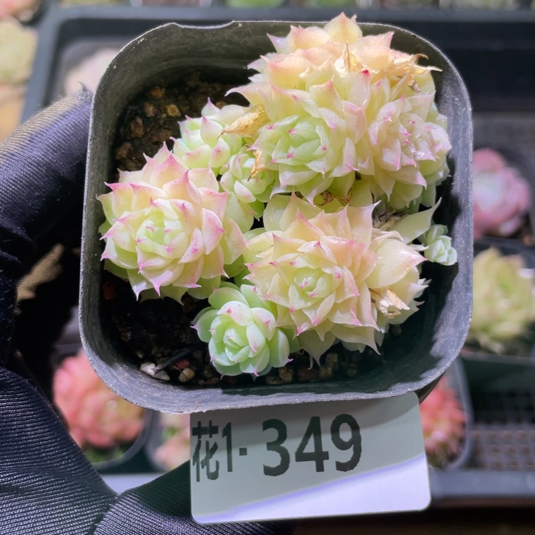 花利美1-349麦秆群