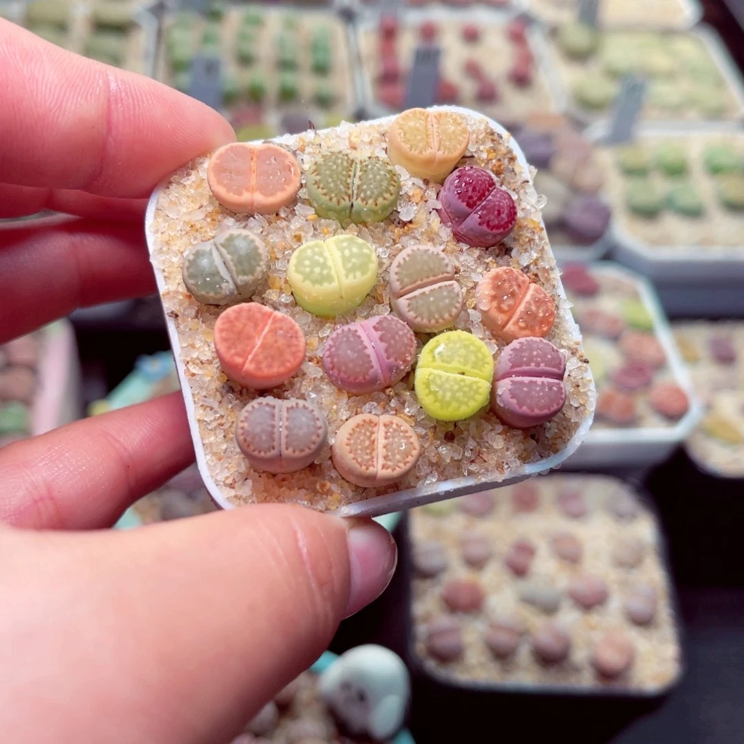 407号带盆包邮发货