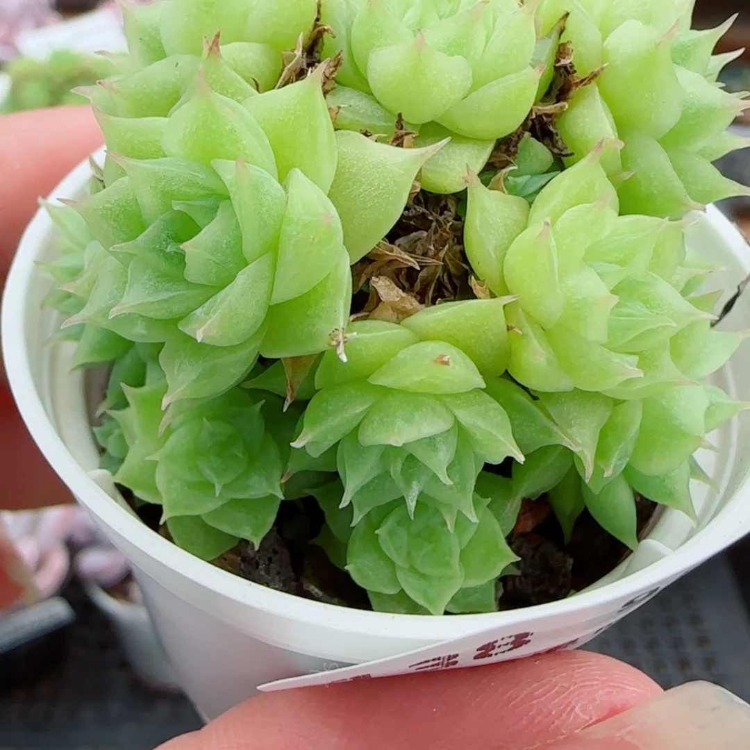 花语逸镜0922-138散