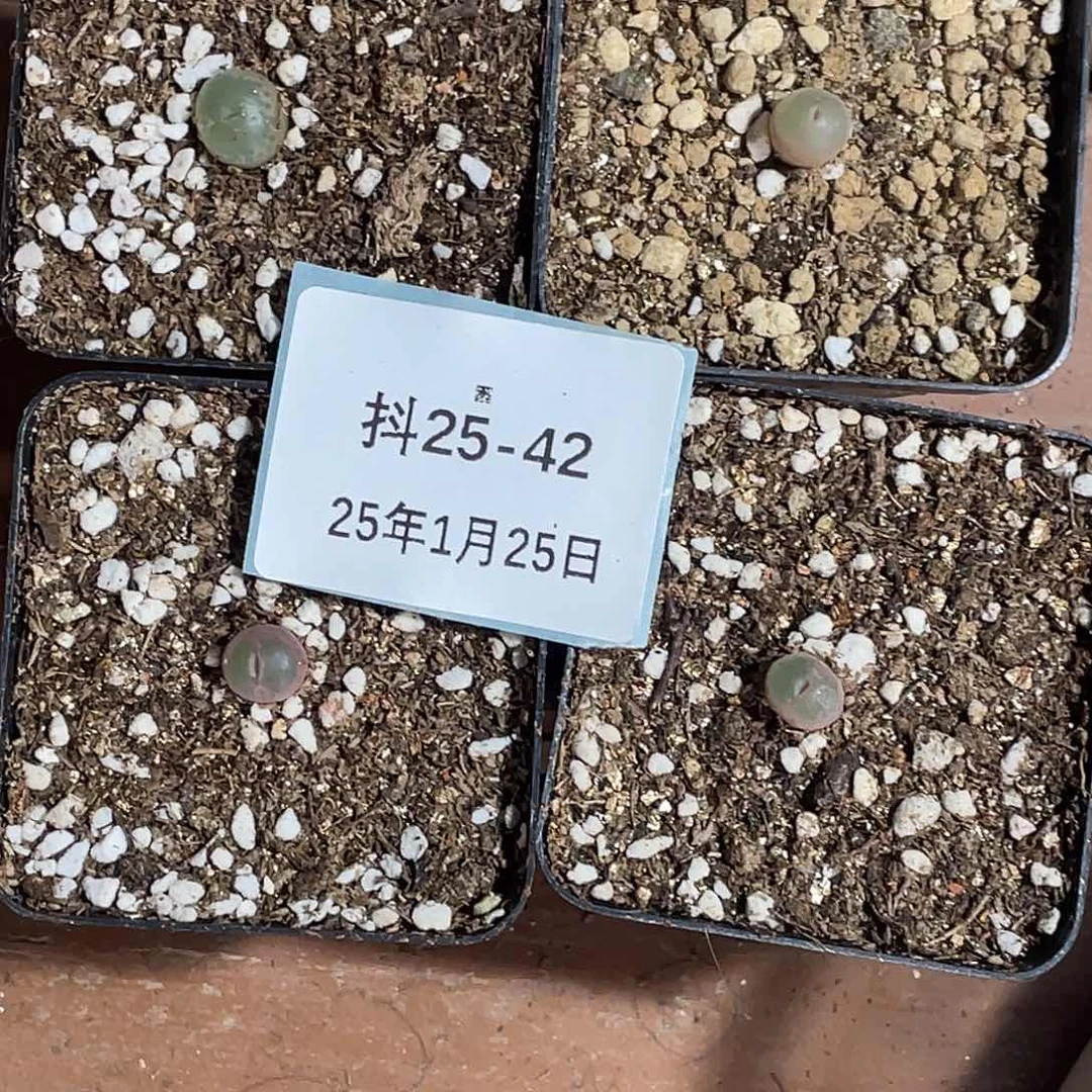 薄****25-42安格多肉植物