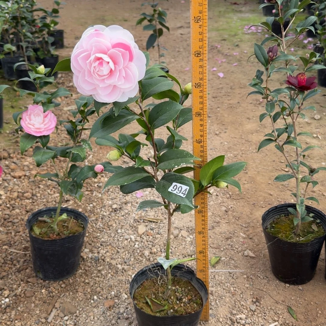 少量花朵（建议范围：2朵-5朵 或40%以下）991白乔伊