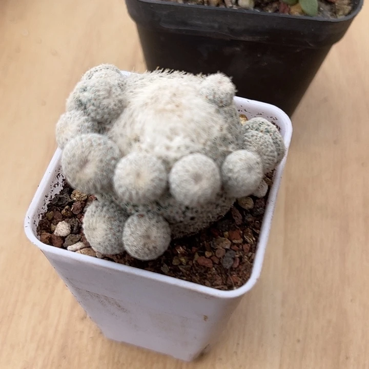 无花朵月世界仙人球