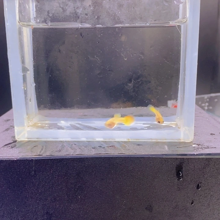 海水鱼孔雀鱼皇家落日一对