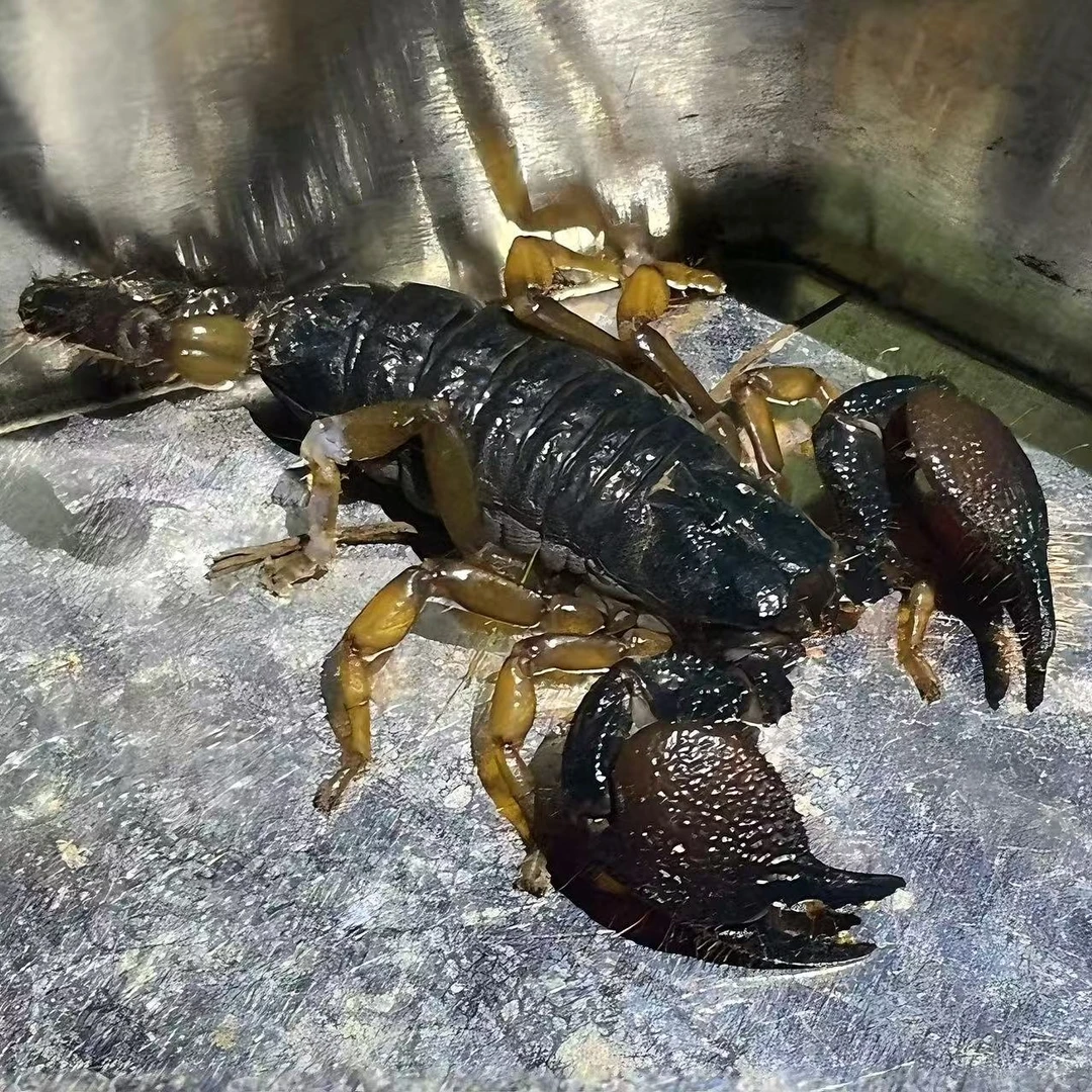 致命尾惧蝎 pe 黄爪小龙虾