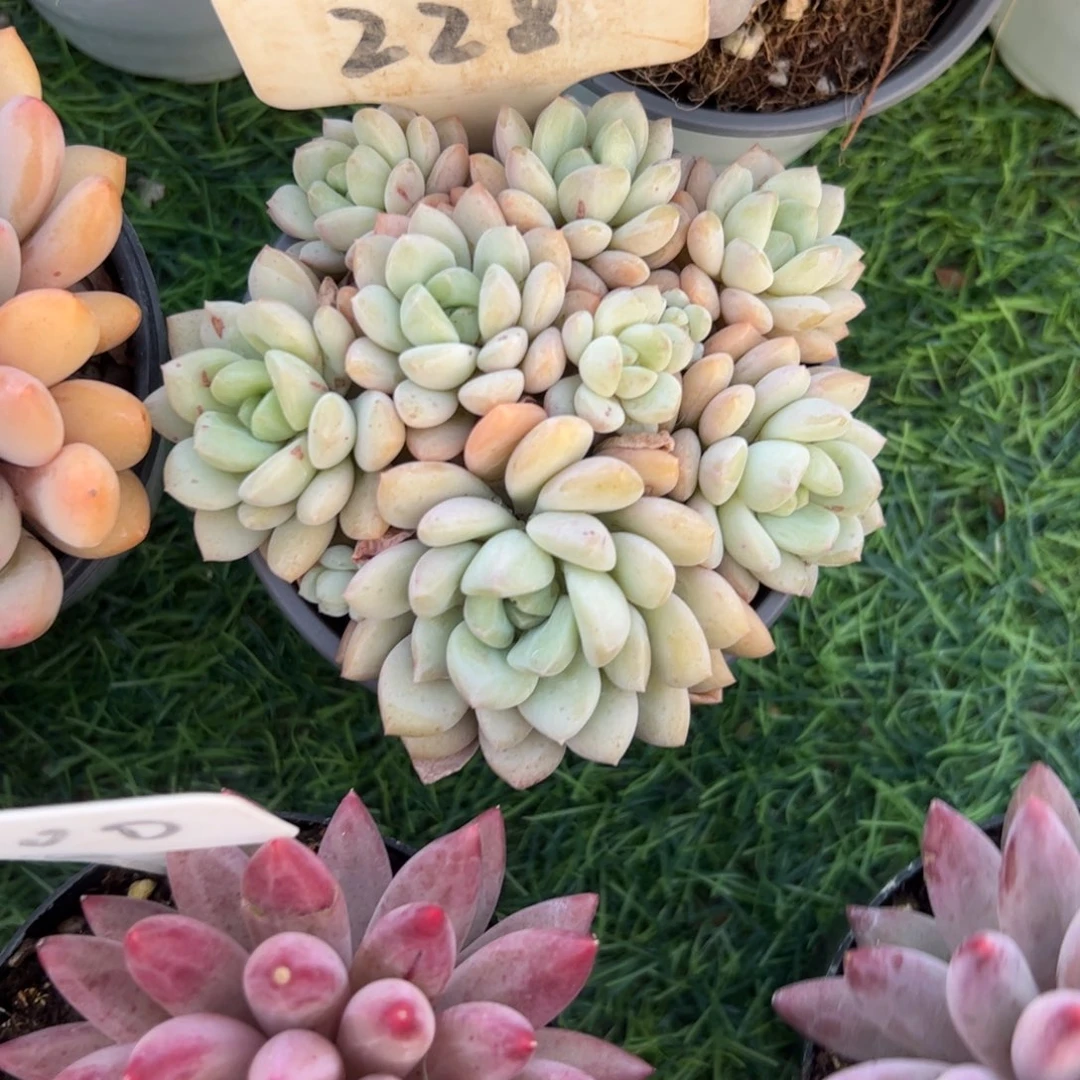 拉丝雨多肉植物保护