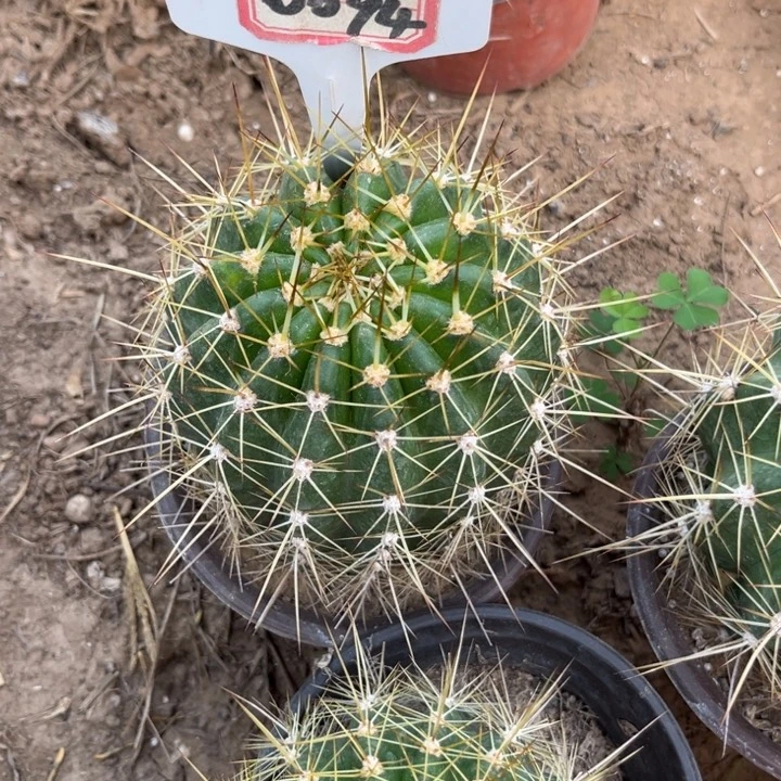 0094。毛花柱荣耀自花微瑕疵