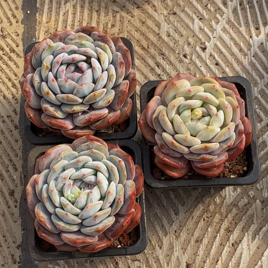 ?*宝48包邮一物一拍多肉植物