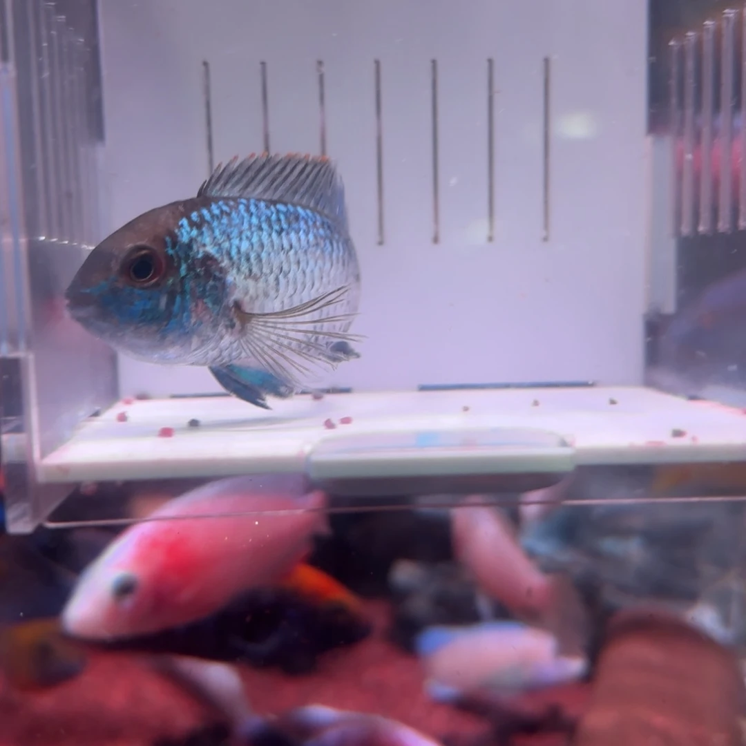 慈鲷鱼直播7-8厘米湛蓝宝石4条