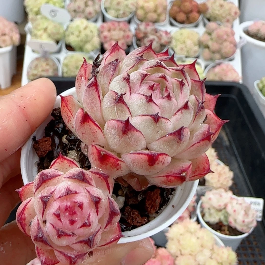 【闪购商品】0119-20边线小魔仙