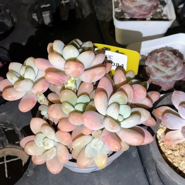 福利多多。1207084