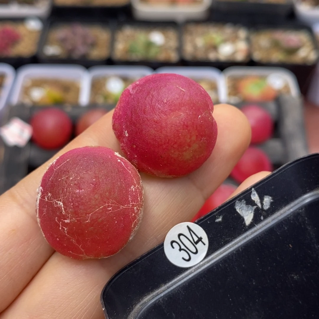 瑕疵（灯泡2.3cm多肉植物304