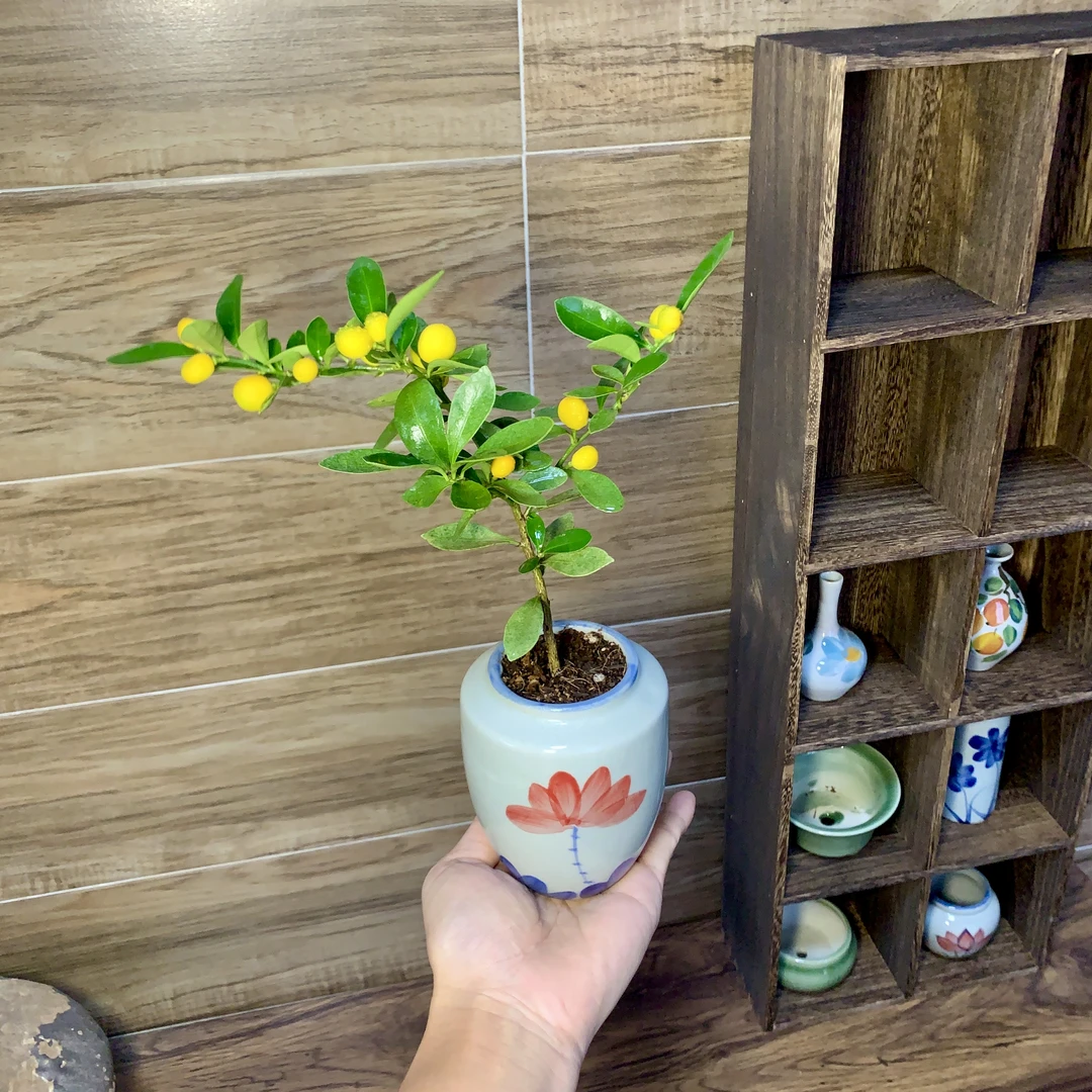 小金福豆带果子室内好养加赠手绘荷花陶瓷盆