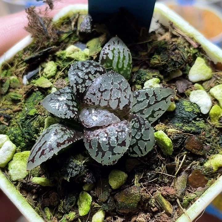 抓***敏789瑪麗女王一物一拍