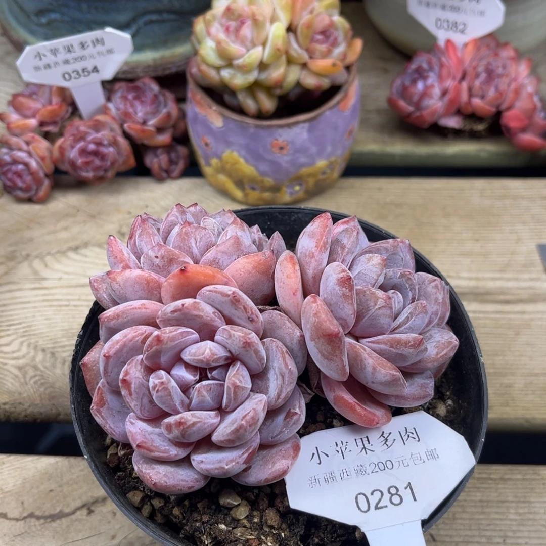 粉底紫心281/11cm3头