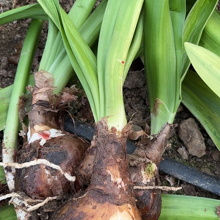 花孔雀有标带土包对版坨