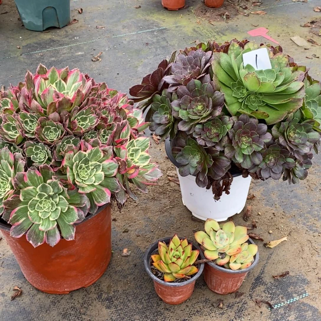 全部花朵多肉植物组合拼盘1