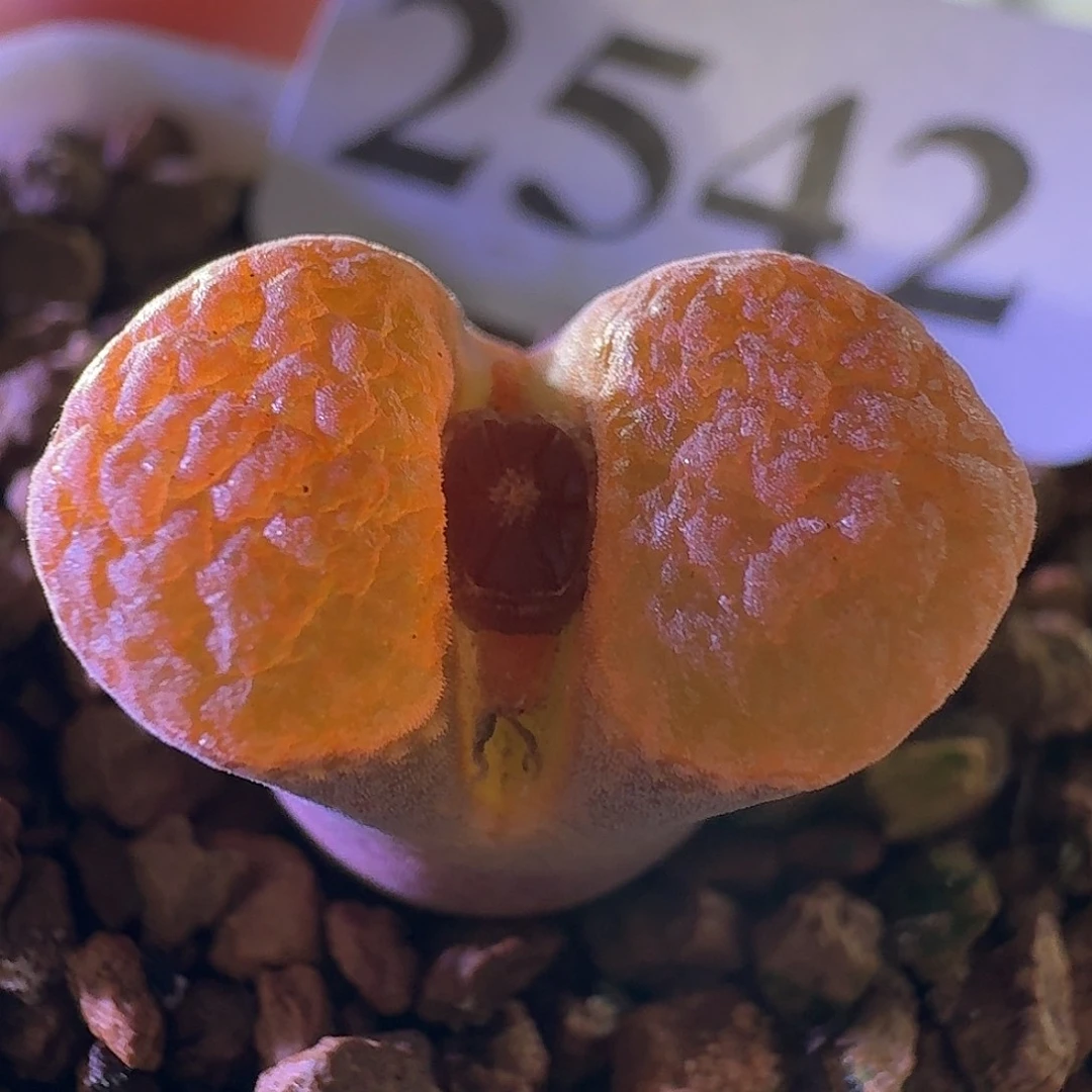 2542超级蛋糕风铃玉