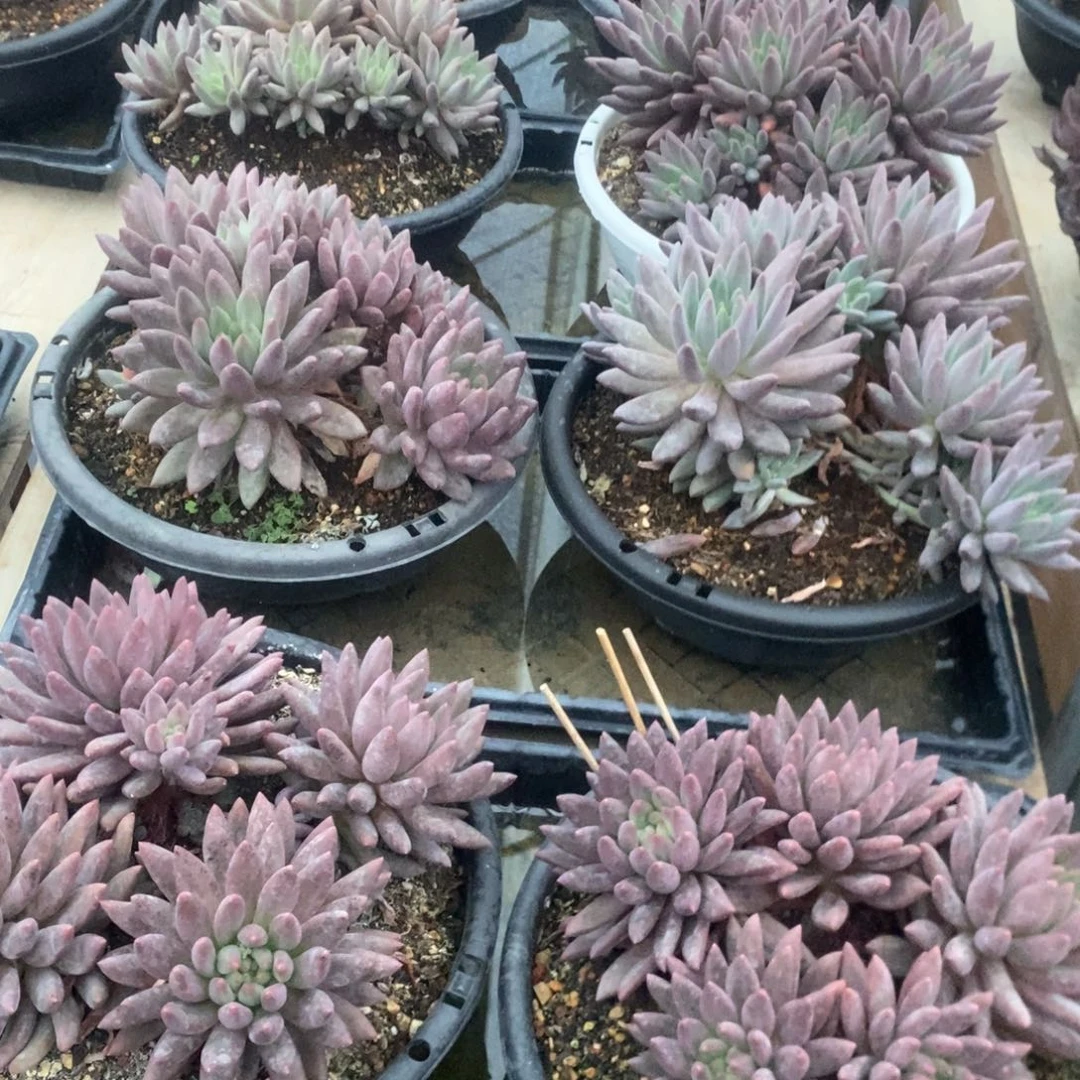 水晶球杂。