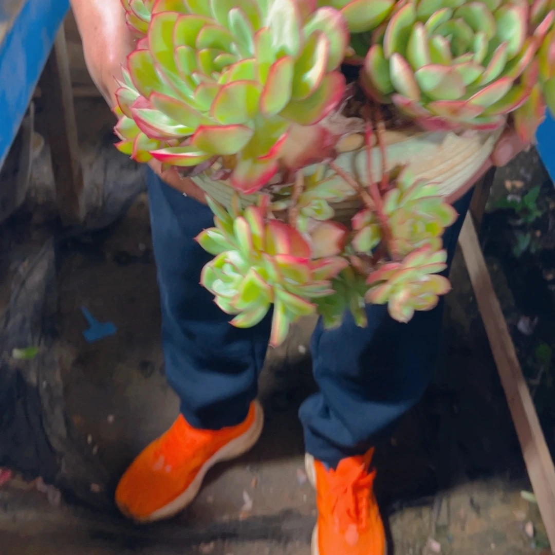 燕***子多肉植物保护研究所所长一