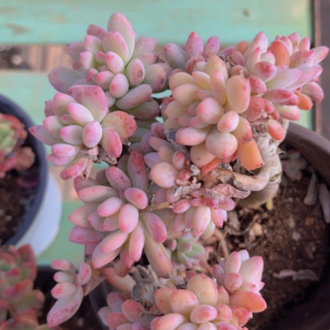 【闪购商品】冰淇淋香水08194