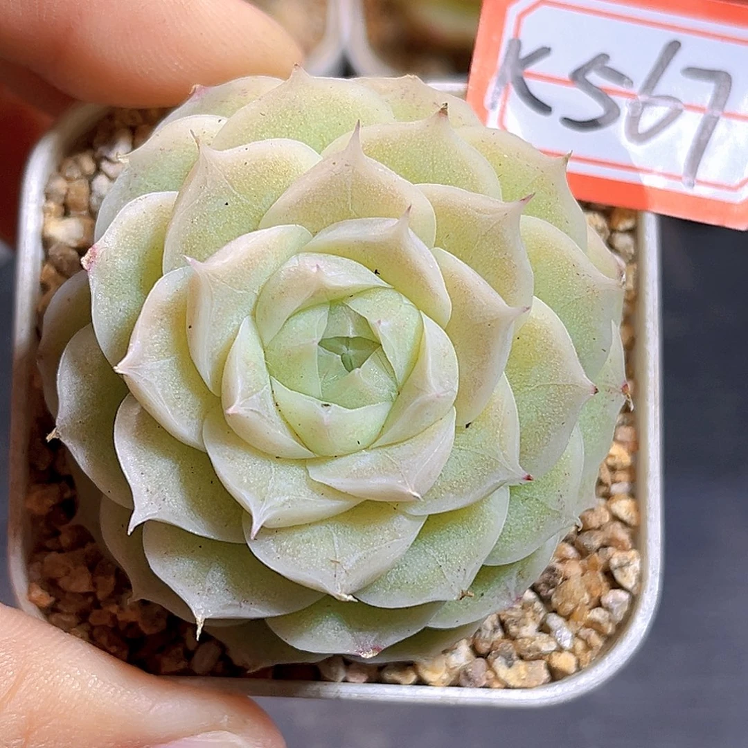 K567 新品珍妮 满18包邮