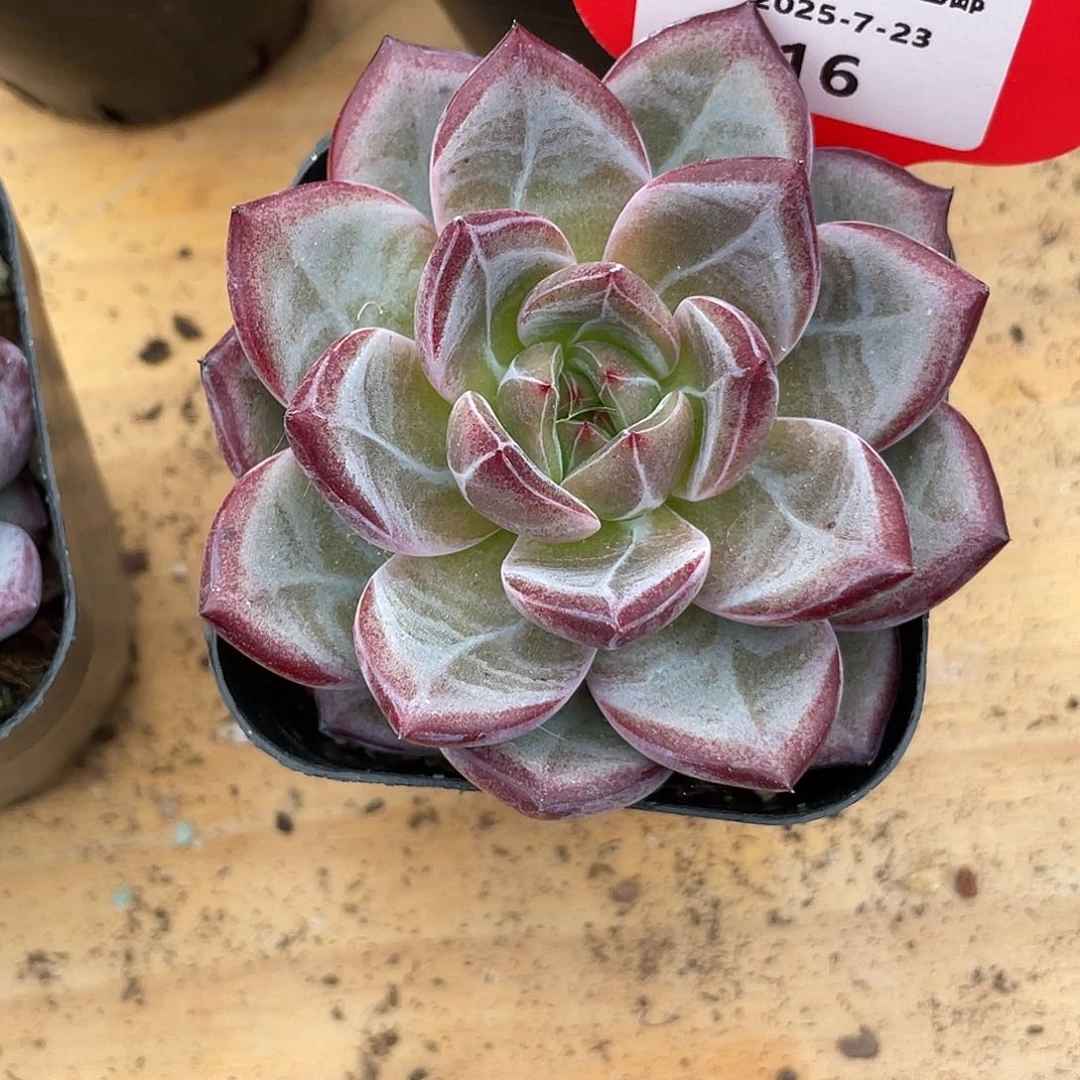 萌肉小筑0723-16夜魔侠