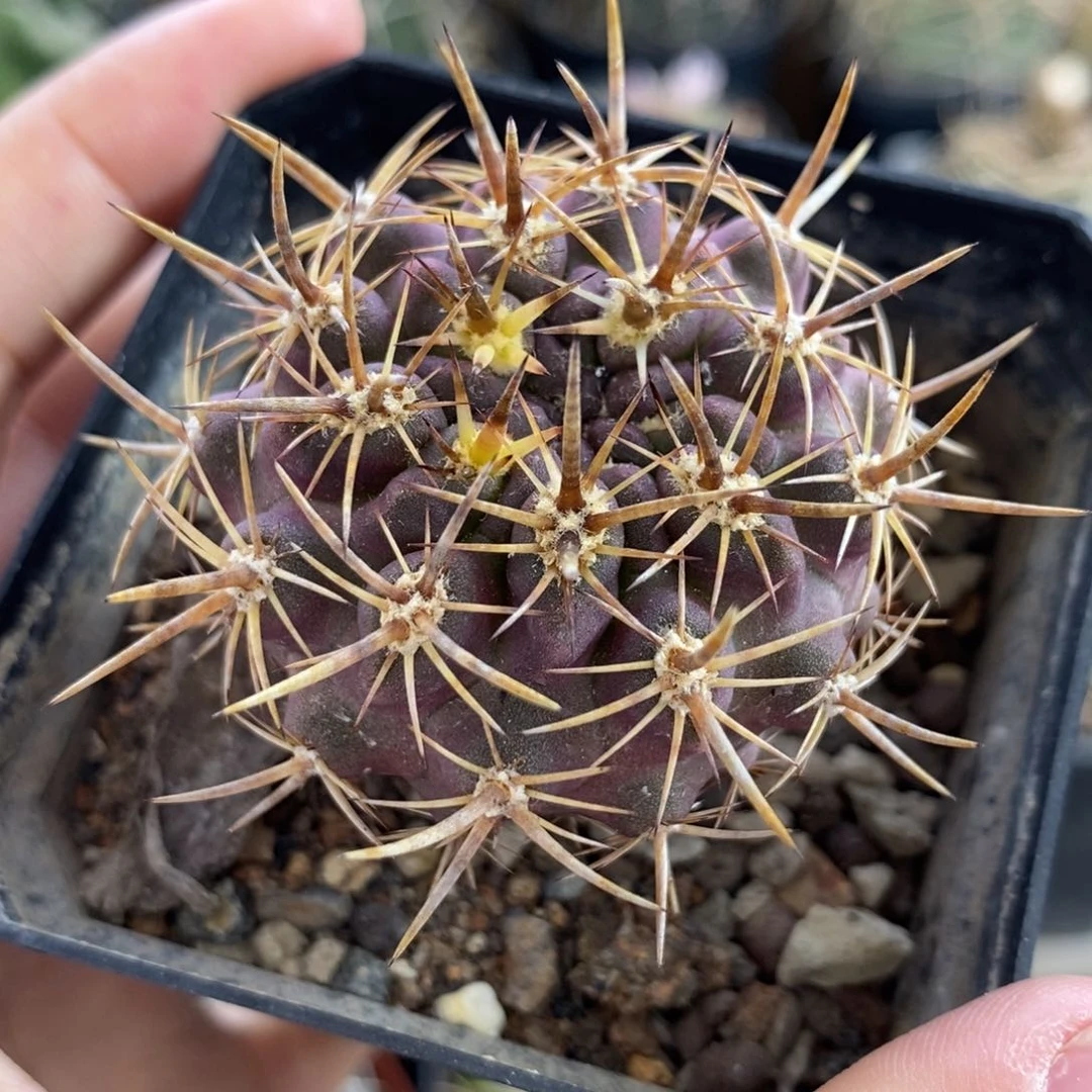 148豪刺登阳丸植播园艺