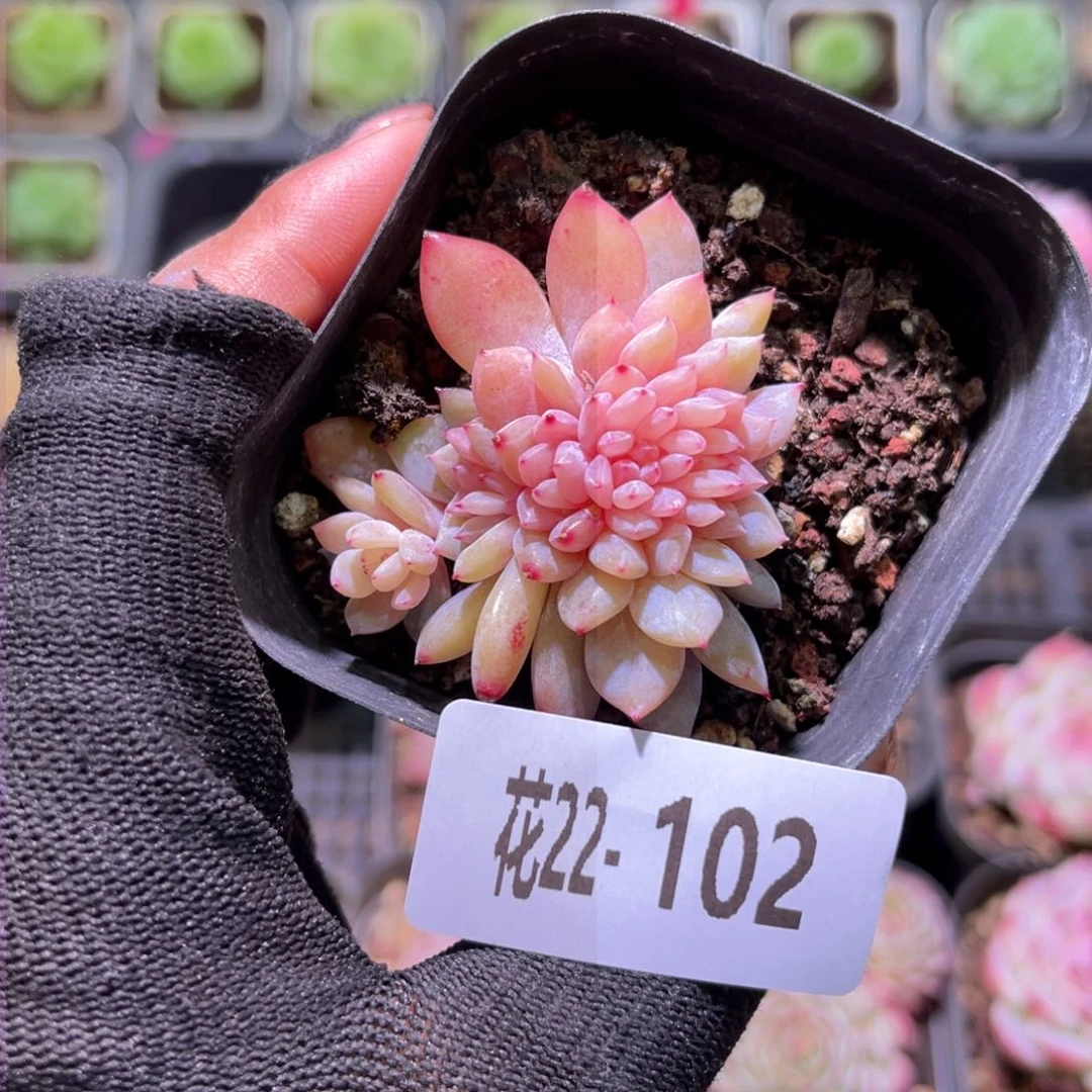 花22-102橙梦露小缀