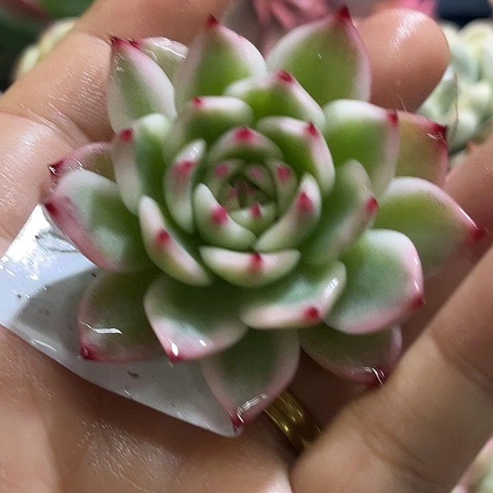 531吉娃娃腹轮锦炸