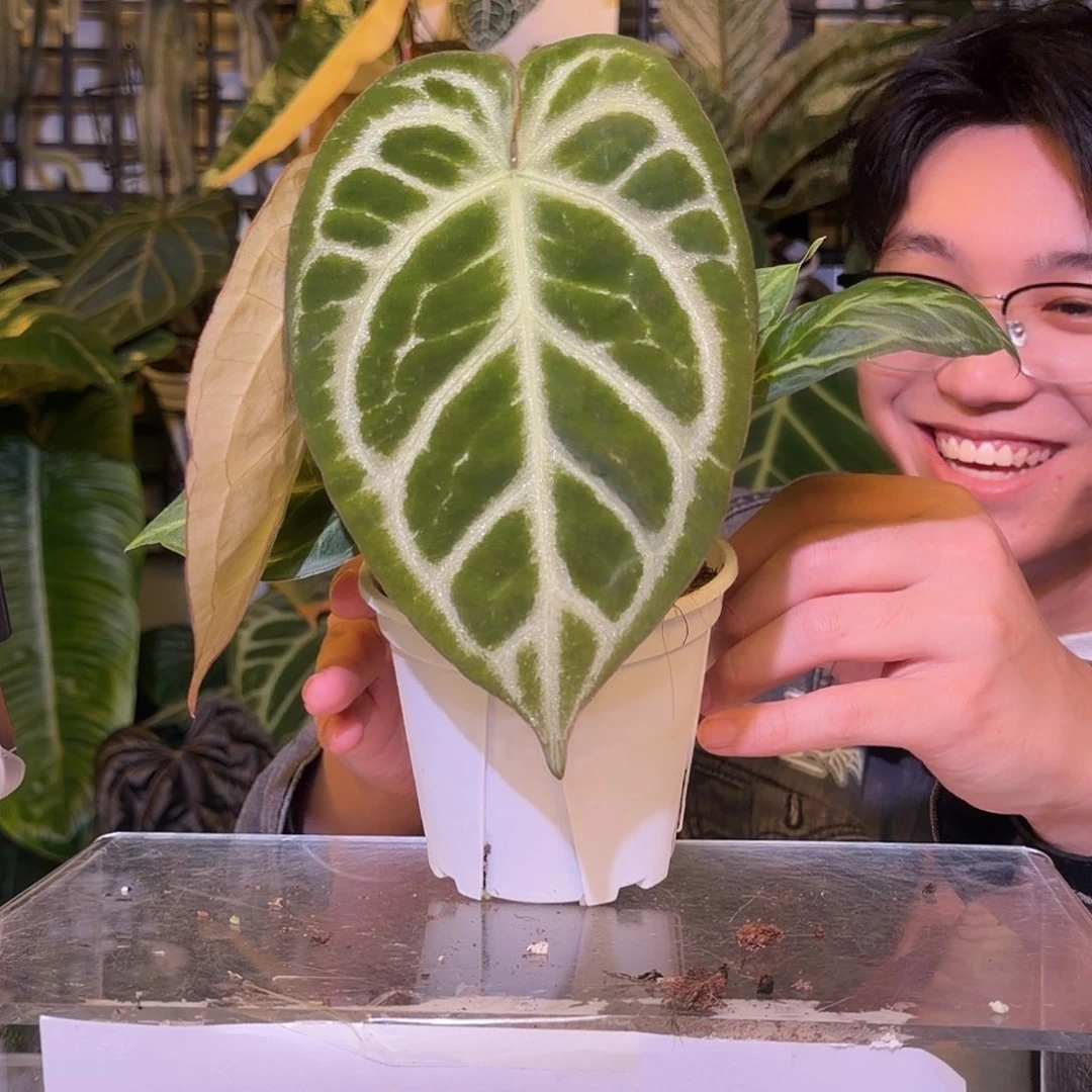 完全开放F627  撕裂纹