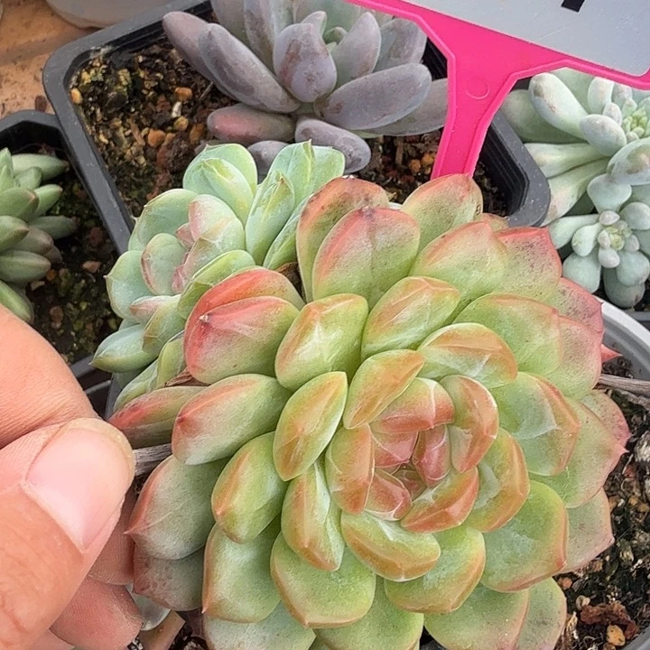 多肉植物一物一拍307
