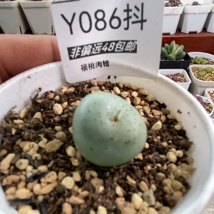 多肉一物一拍086号大G