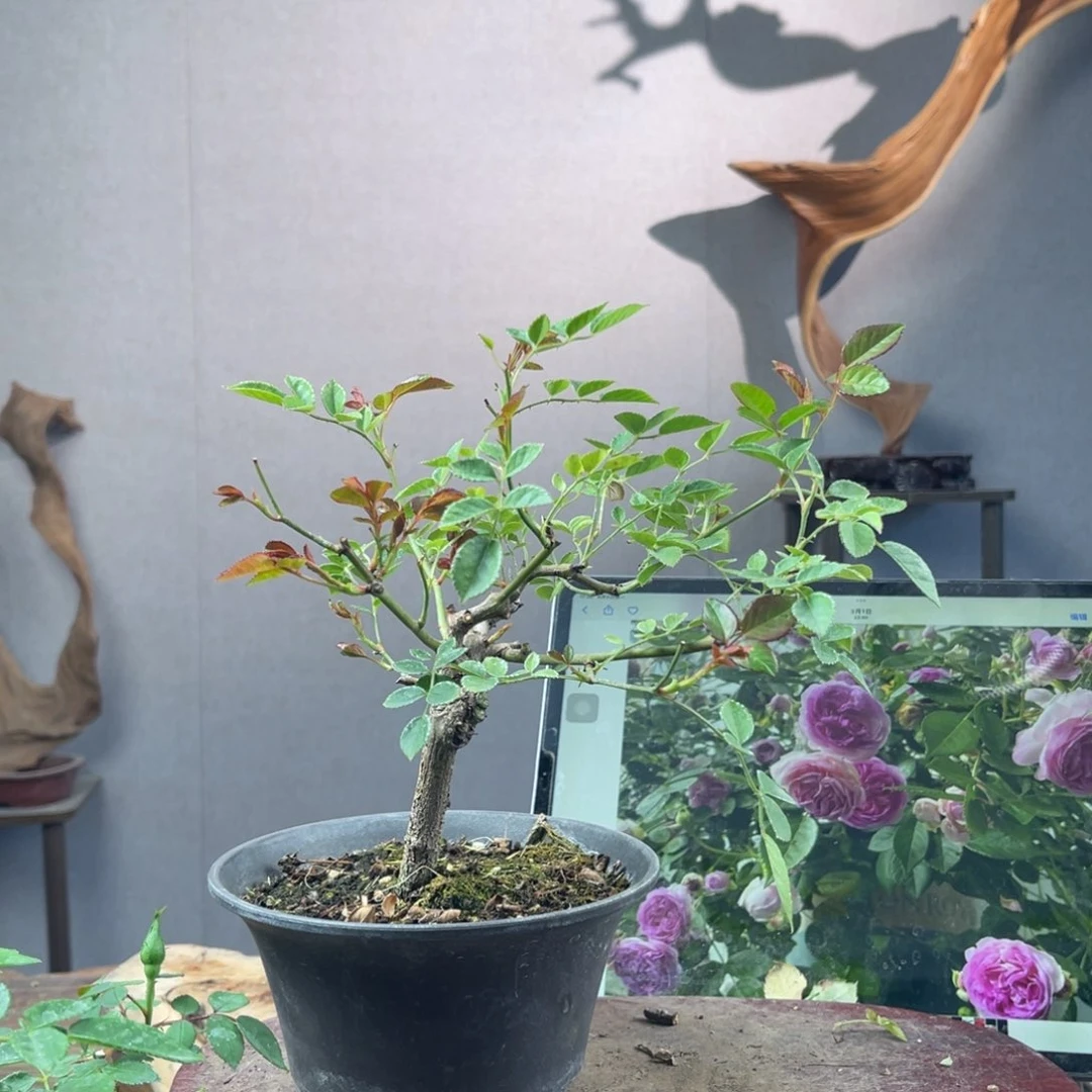 少量花朵（建议范围：2朵-5朵 或40%以下）梅*