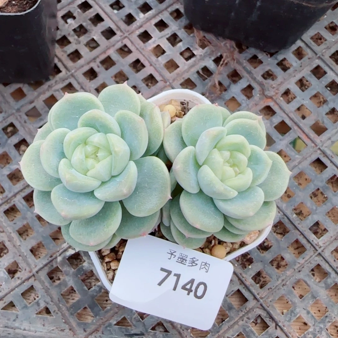 财富2000多肉植物7140