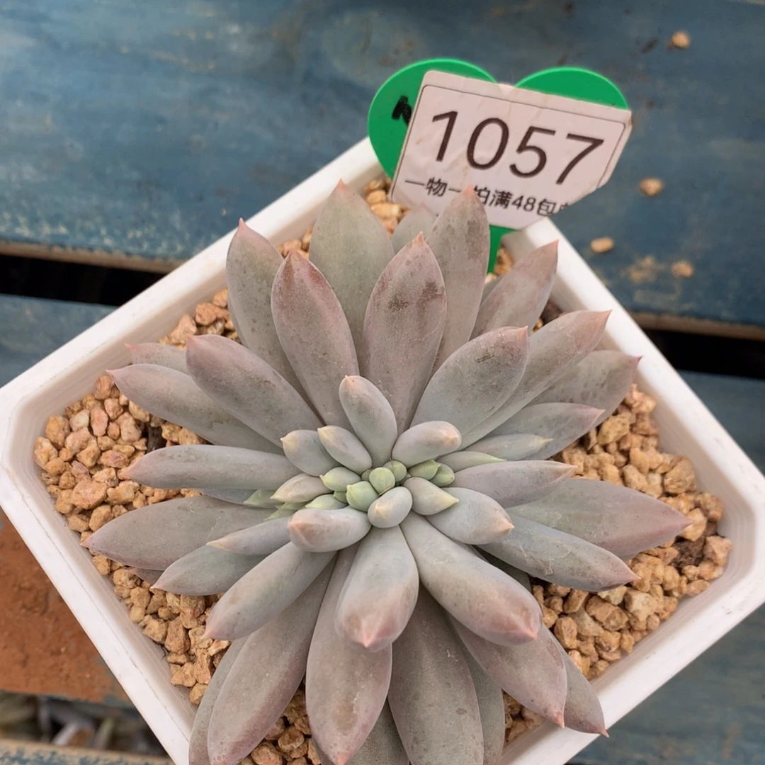 哥特萝莉缀化一物一拍1057