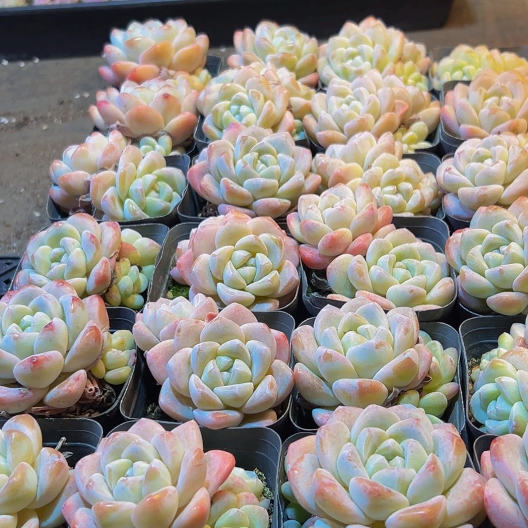 唐***姐661多肉葡萄的味道真的