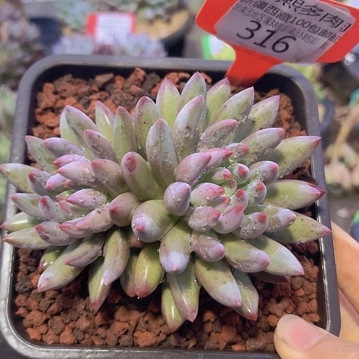 316虞美人。