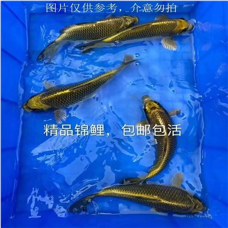 【9527人好评】高档古黄金青龙化身介子观赏鱼纯种锦鲤招财古典黄金