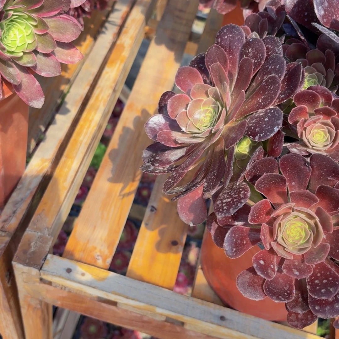 无花朵753多肉植物捧花的