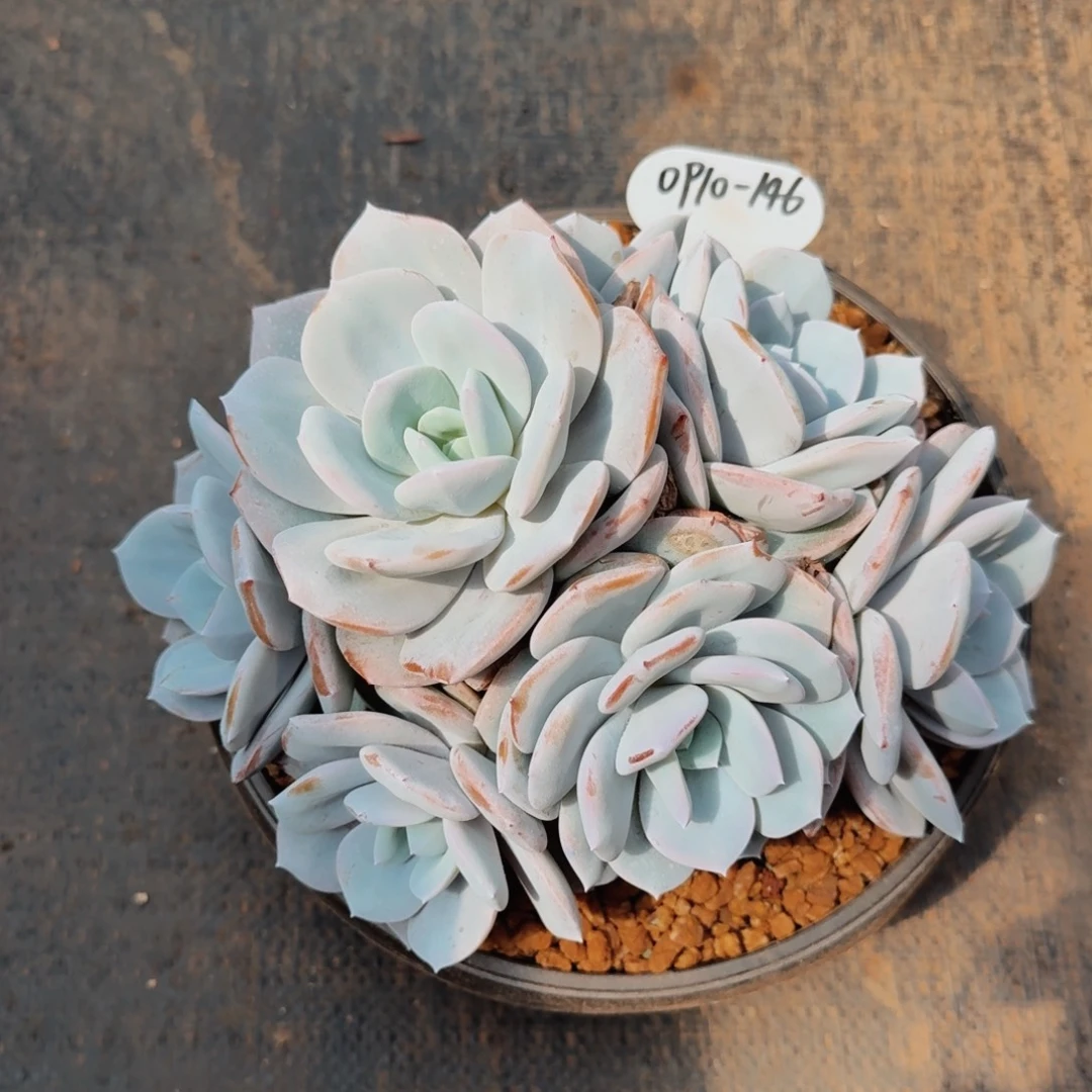 0910-146绝绝子奶茶