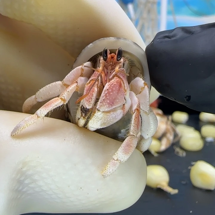 A61微瑕 灰白1.1cm口径