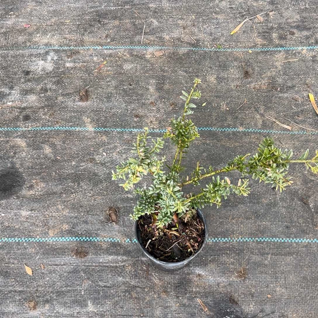 完全开放进口罗汉松