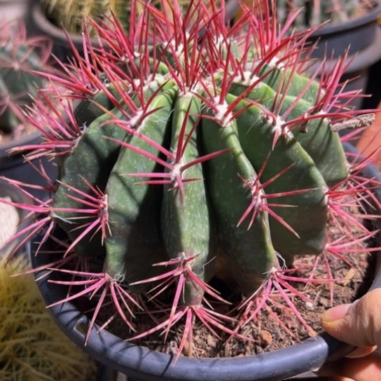 墨西哥红虎（21公分）