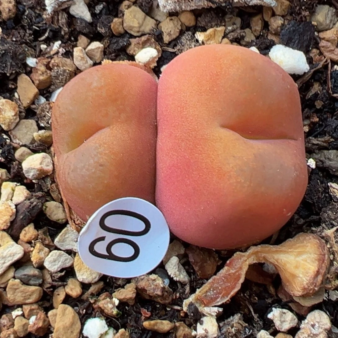 多肉植物111111111111111111