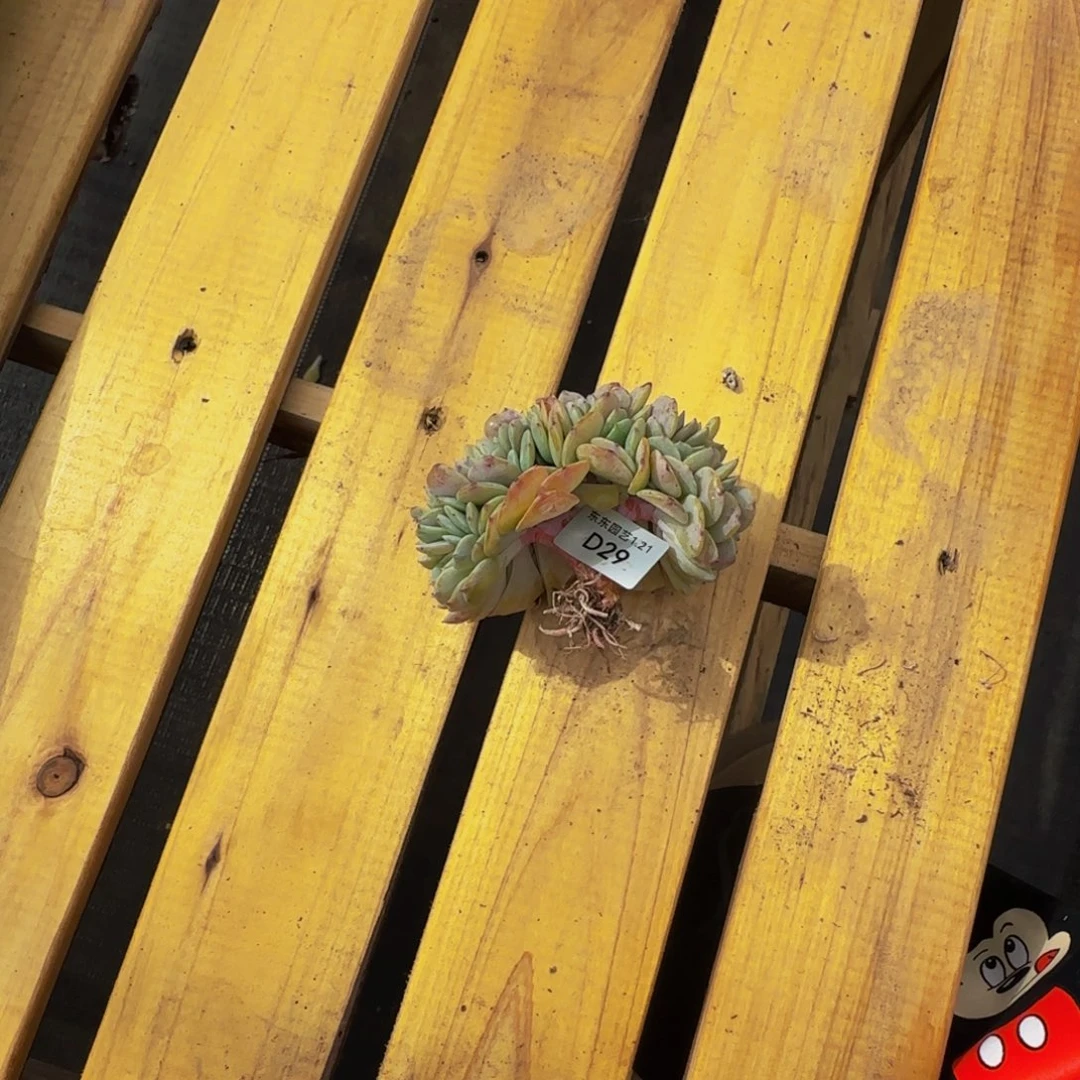 星*间d d d d d d d d d d 29