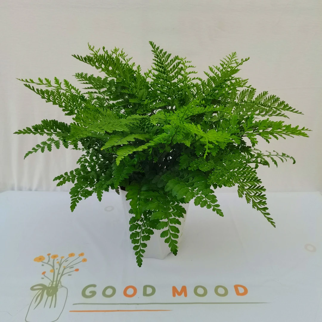 吉姆蕨绿植盆栽绿室内客厅悬挂植物易活四季常青蕨类盆景芦荀好养