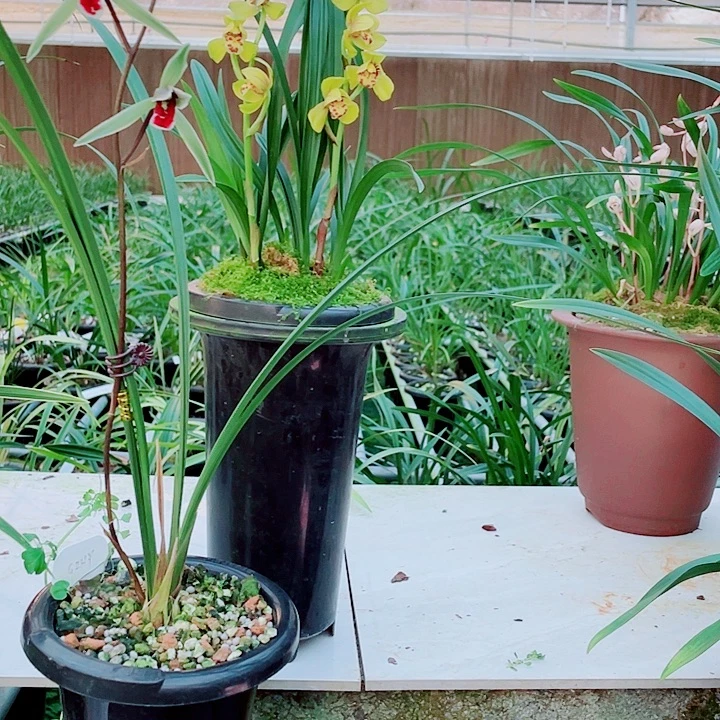 四***社无花朵一物一漂亮开