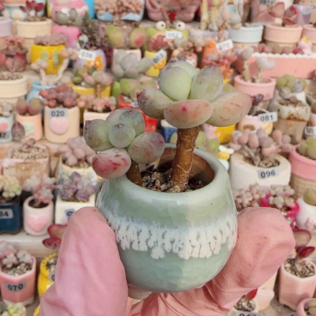 T彩虹奶盆口。 2cm