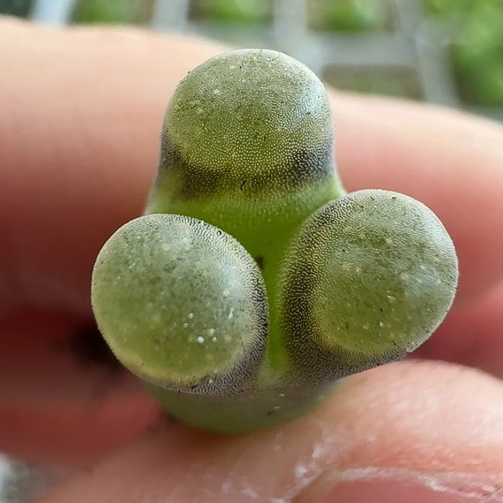 老马生石花磁铁奔2246